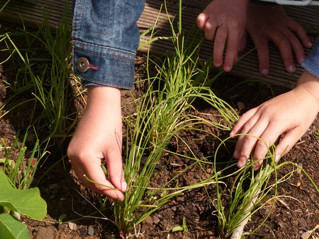 GS A : Les merveilles du potager