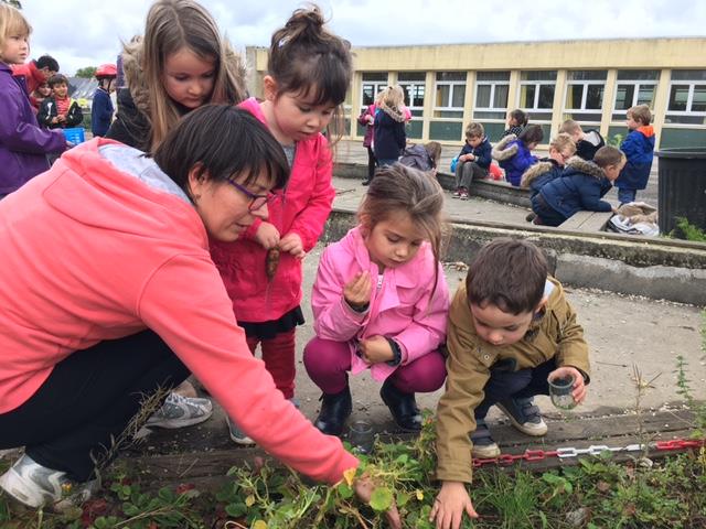 Maternelle : Nettoyage du potager