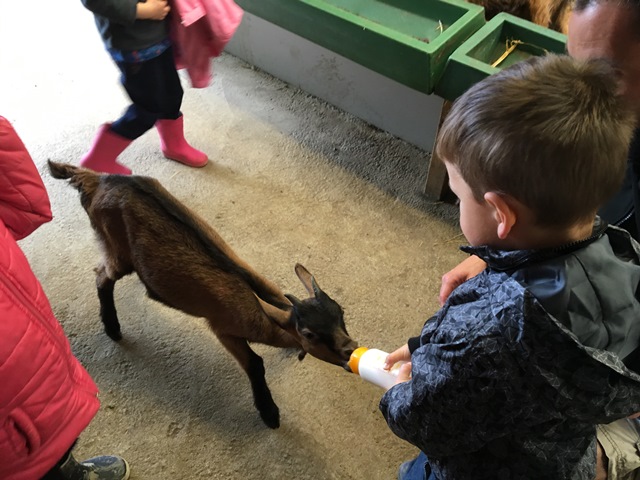PS/MS A & MS B : Visite de la chèvrerie de Baradozic